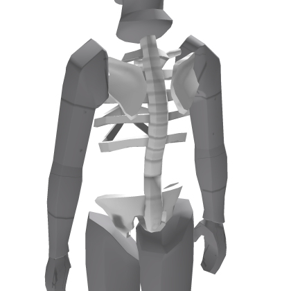 Squelette blanc - Torse
