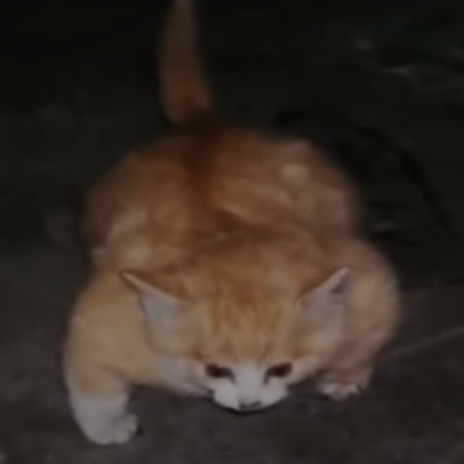 Angry Cat Kitten Meme PFP Profile Picture