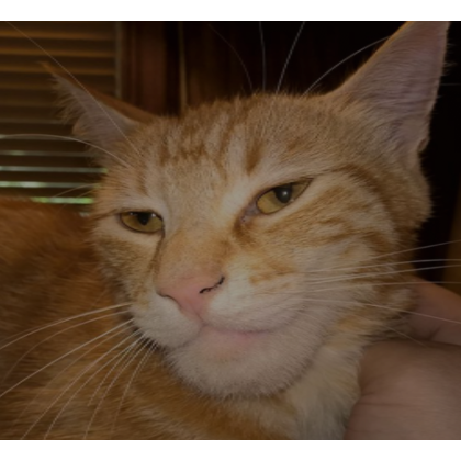Roblox Item Sigma Cat (Profile Picture)