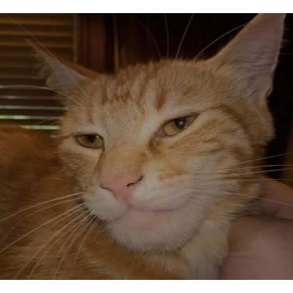 Sigma Cat (Profile Picture) | Roblox Item - Rolimon's