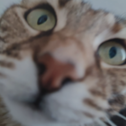 Cute Cat Confused Pfp  Roblox Item - Rolimon's