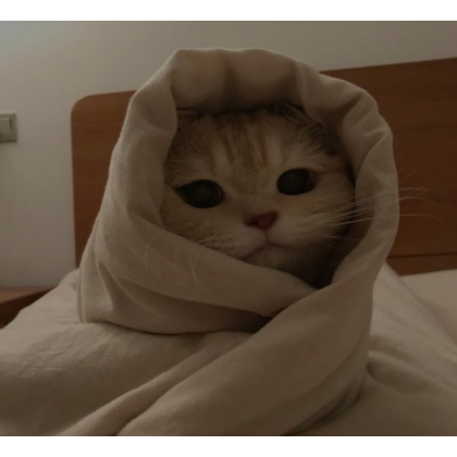 Blanket Cat PFP  Roblox Item - Rolimon's
