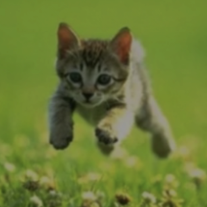 Roblox Item wholesome cat (profile picture)