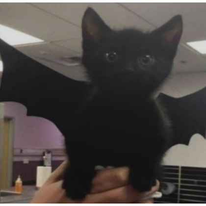 bat cat profile picture Roblox Item Rolimon s