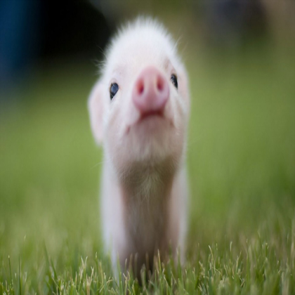 MiniPig