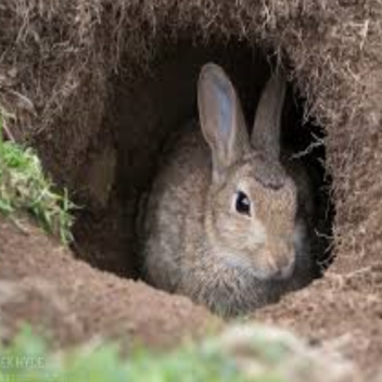 rabbits place